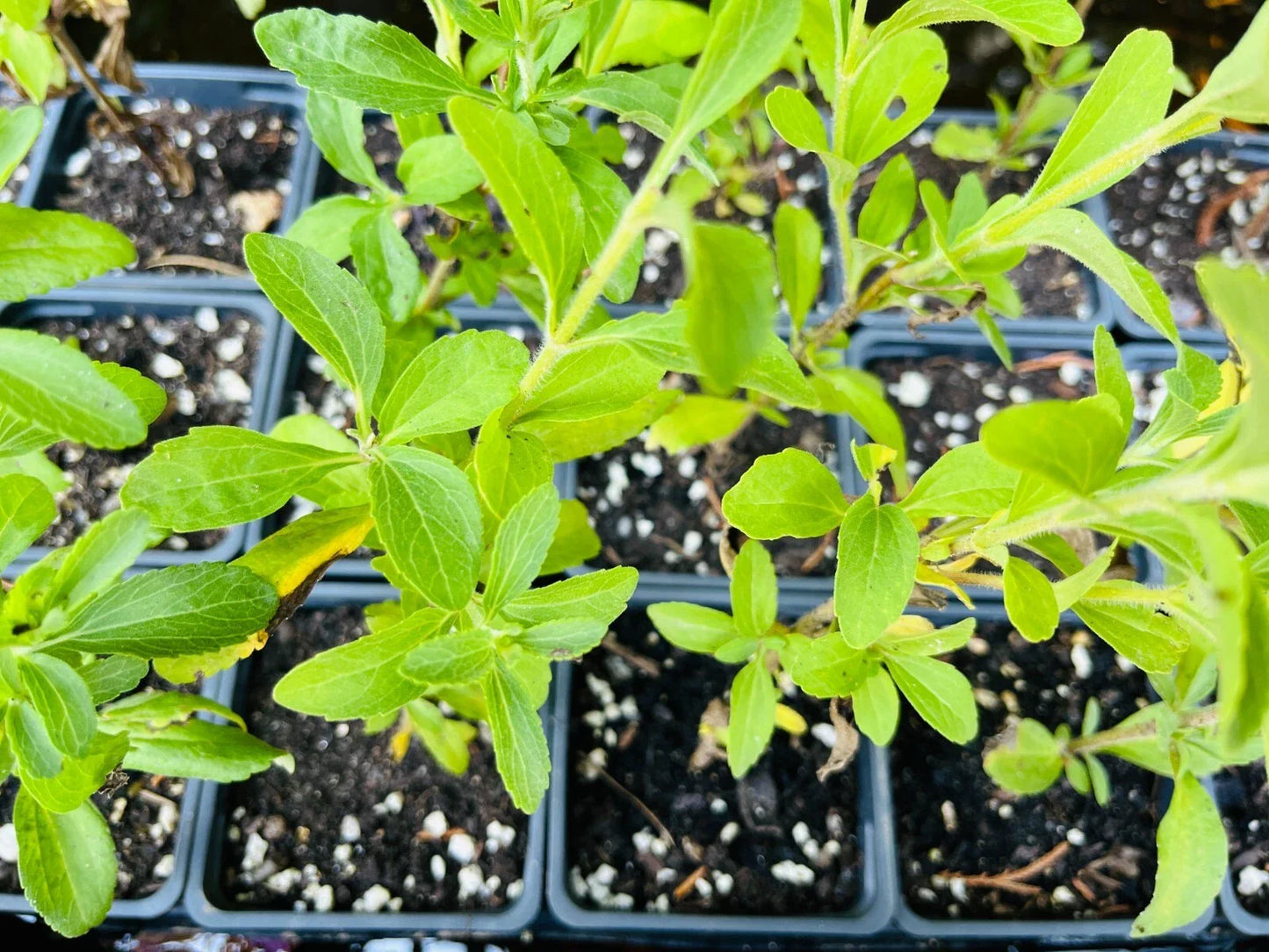 Stevia Rebaudiana Live Plant Plug – Well-Rooted Starter Herb for Natural Sweetener, Indoor & Garden Cultivation