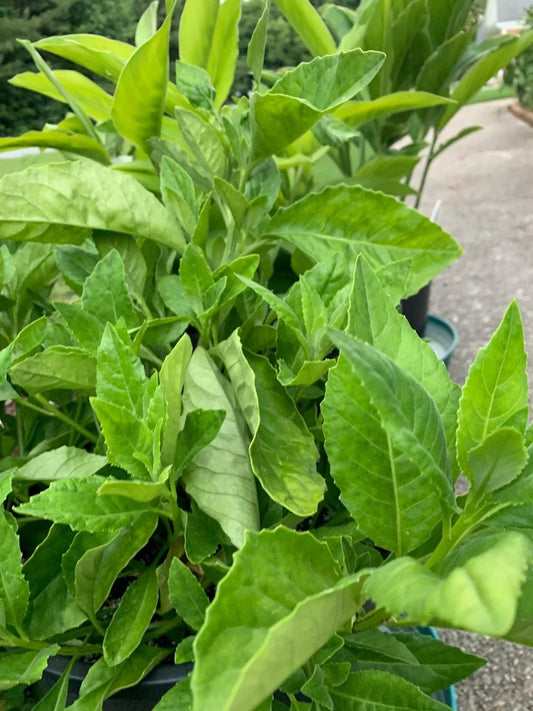 Longevity Spinach Cuttings – 4 Fresh Unrooted Gynura procumbens Edible Greens for Healthy Living, Indoor Garden, Easy to Grow