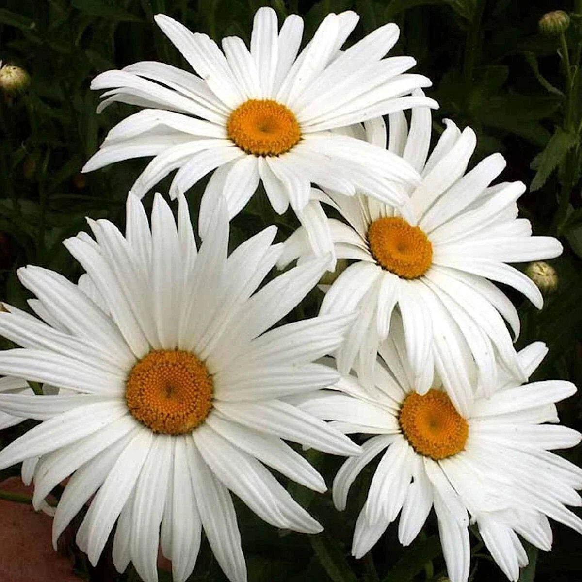 Alaska Shasta Daisy Wildflower Seeds 1/4 Lb Packet Leucanthemum × superbum Perennial Garden Flower