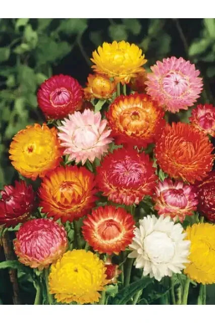 Strawflower Seeds Tall Double Mix – Helichrysum bracteatum – 400 Seeds for Garden, Cut Flowers & Dried Arrangements