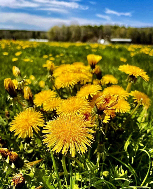 Organic Dandelion Seeds - Wild Yellow Flowers - Perennial Herb Taraxacum officinale - Eco-Friendly Garden Plant Pack