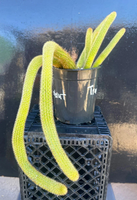 Hildewintera Traisenblut Hybrid Succulent Plant – Rooted, Easy Care, Vibrant Colors, Unique Variety