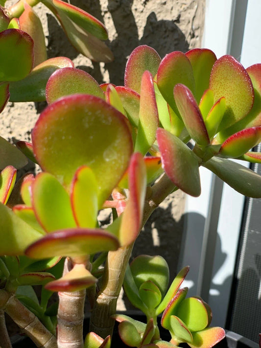 Jade Succulent Cuttings – 3 Varieties – Crassula ovata – Easy Care Indoor Plant for Beginners and Gardeners