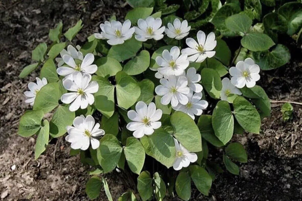 10 Twin Leaf Bareroot Plants - Organic Jeffersonia diphylla - Native Medicinal Wildflower for Forest Garden