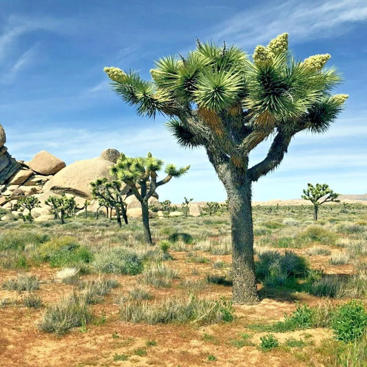 Joshua Tree Seeds Pack of 10 | Yucca brevifolia | Rare Cacti Succulent for Desert Gardens & Xeriscaping