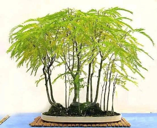 Honey Locust Seeds - Thornless Gleditsia triacanthos for Bonsai & Landscaping, Fall Color, Drought-Resistant, Deciduous Tree Seeds