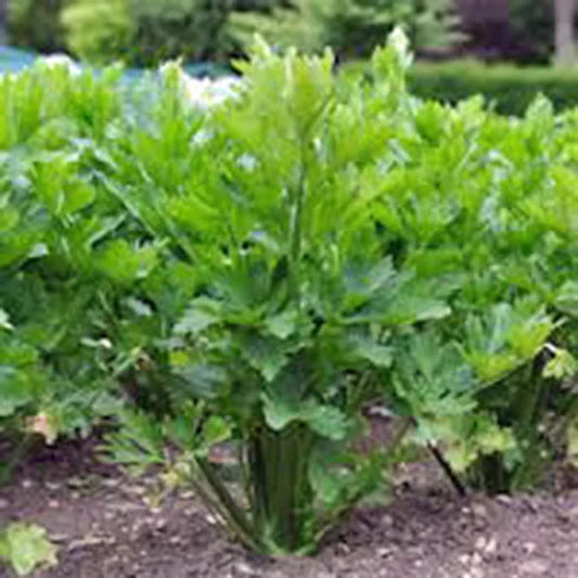 Organic Utah Tall Celery Seeds, Heirloom Apium graveolens, Non-GMO, 25+ Pack for Home Garden, Salad and Soup Crops
