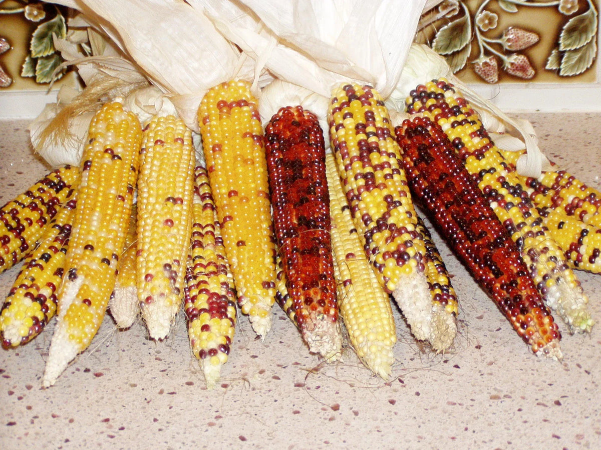 Popcorn Seeds - Carousel Variety - Non-GMO Fresh Seeds - Zea mays everta - Ideal for Home Gardens and Small Farms