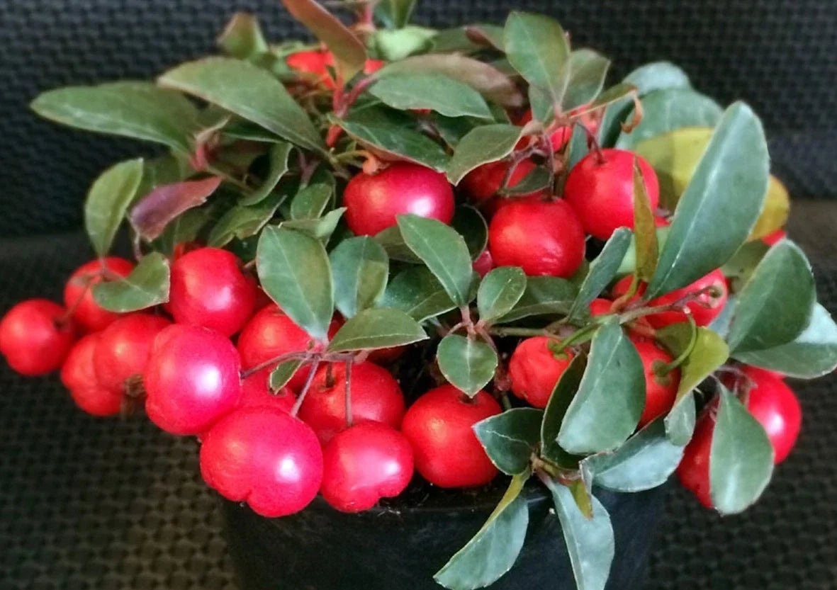 Gaultheria Cherries Berries Live Plants Set of 6 – Evergreen Groundcover, 4-6 Inches Tall, Bright Berries, Garden Plants