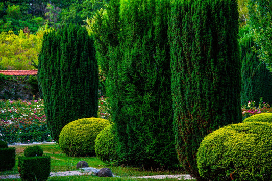 Italian Cypress Seeds - 50+ Count, Cupressus sempervirens, Fast Growing Evergreen Tree for Privacy & Landscaping, Drought-Resistant Seeds