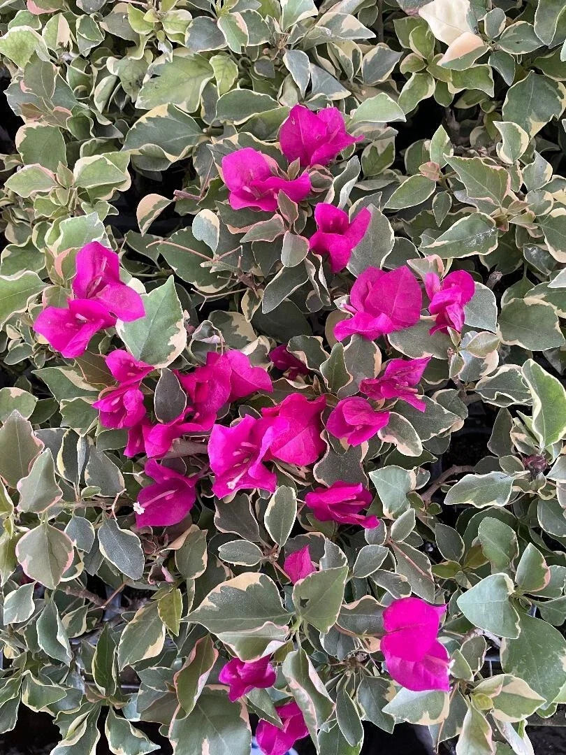 Claret Red Bougainvillea Starter Plant - Small Well-Rooted Rare Bougainvillea spp. for Garden or Patio