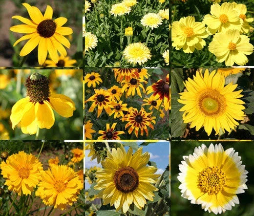 Wildflower Mix Seeds - 1 Oz Bulk - Yellow Variety - Pollinator-Friendly, Non-GMO for Gardens and Landscapes