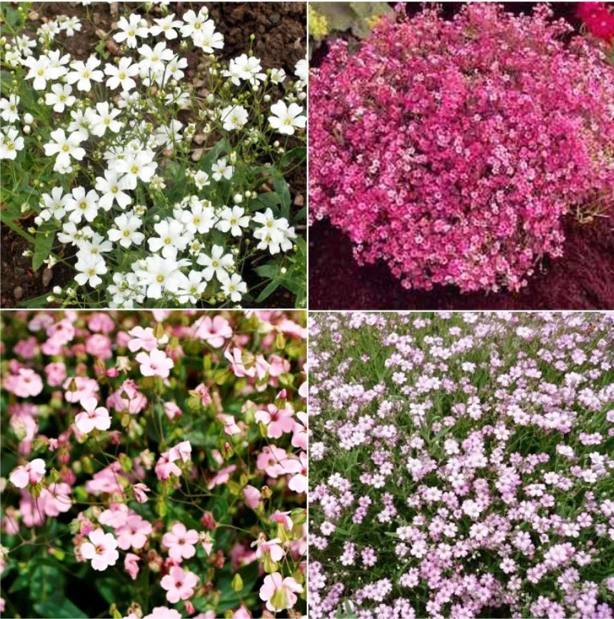 Baby's Breath Seeds - Mixed Colors, Non-GMO Heirloom, Pollinator-Friendly Gypsophila elegans, 1000+ Seeds