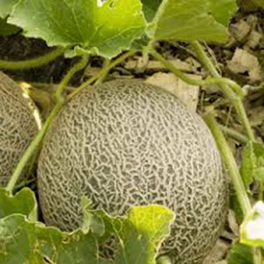 Muskmelon Seeds, Heirloom Edisto 47 Sweet, Non-GMO Cucumis melo, Cantaloupe Seeds for Home Garden, Juicy Melons