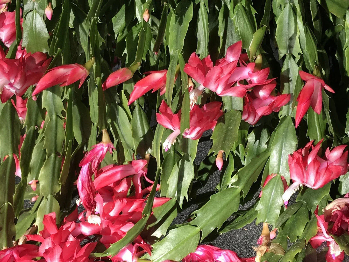 Christmas Cactus Cuttings – 6 Fresh Segments Schlumbergera buckleyi Greenhouse Plant for Holiday Decor