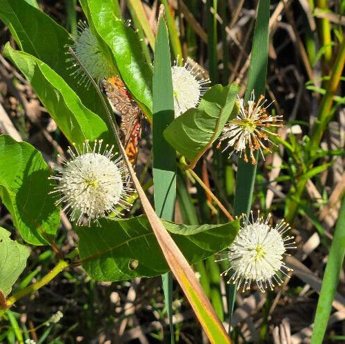 Button Bush Seeds 25 Pack Cephalanthus occidentalis Florida Native Pollinator Plant for Bees Butterflies