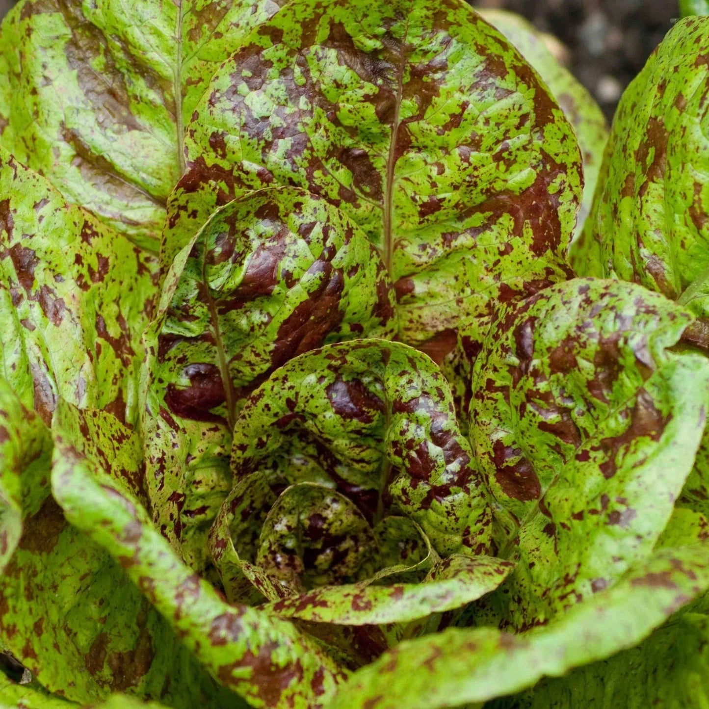 Freckles Romaine Lettuce Seeds – Red Speckled Variety – Lactuca sativa – Perfect for Salad Gardens and 2025 Planting