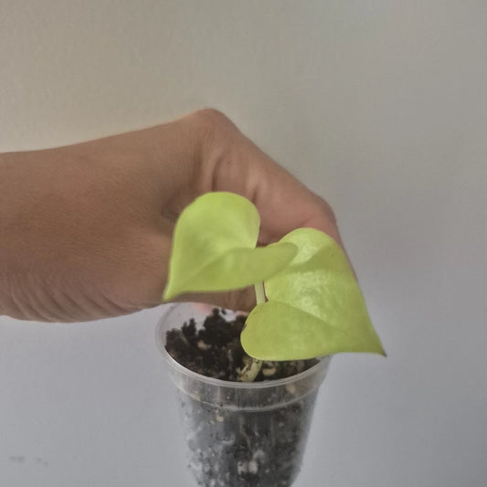 Neon Pothos Starter Plant in 2-Inch Pot | Epipremnum aureum | Vibrant Green Indoor Houseplant for Low Light