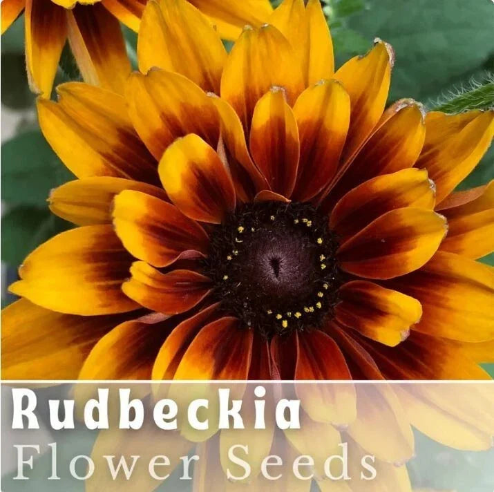 Rustic Tangerine Rudbeckia Seeds - Over 125 Annual Flower Seeds for Garden, Rudbeckia hirta, Bright Orange Blooms, Attracts Pollinators