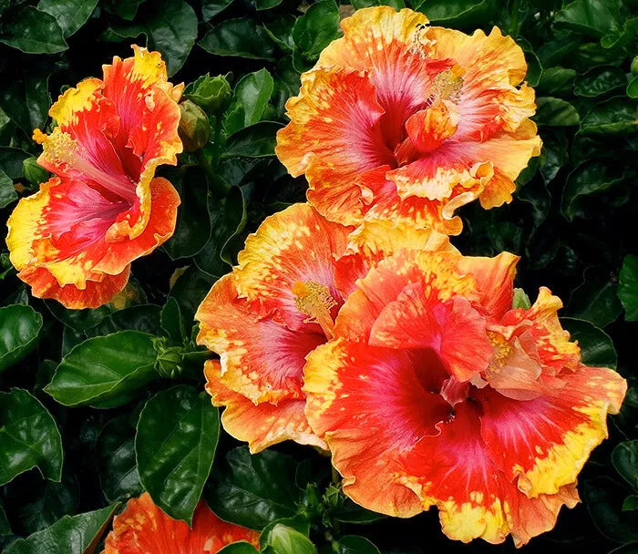 Hibiscus Seeds - 20 Orange Yellow Red Perennial Flower Seeds - Hibiscus rosa-sinensis for Garden, Border, or Container Planting
