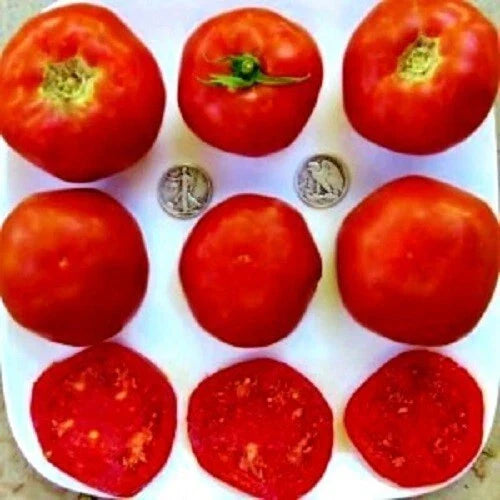 Mule Team Vegetable Seeds - 25 Fresh Heirloom Seeds for Home Garden, Salad, Cooking, 2023 Harvest