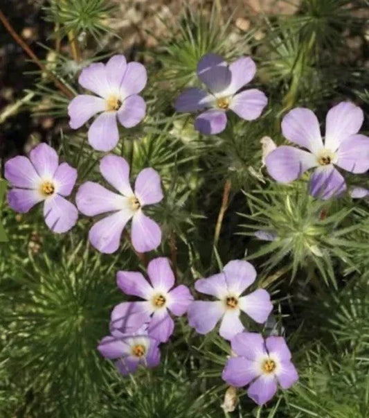 Linanthus grandiflorus Mountain Fox Seeds – 1000+ Wildflower Seeds for Garden, Native Plant, Drought-Tolerant, Pollinator-Friendly, Annual