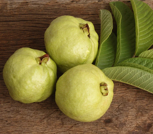 Lucknow 49 Guava Seeds Pack of 50+ | Psidium guajava Fruit Tree for Home Garden & Orchard in USA