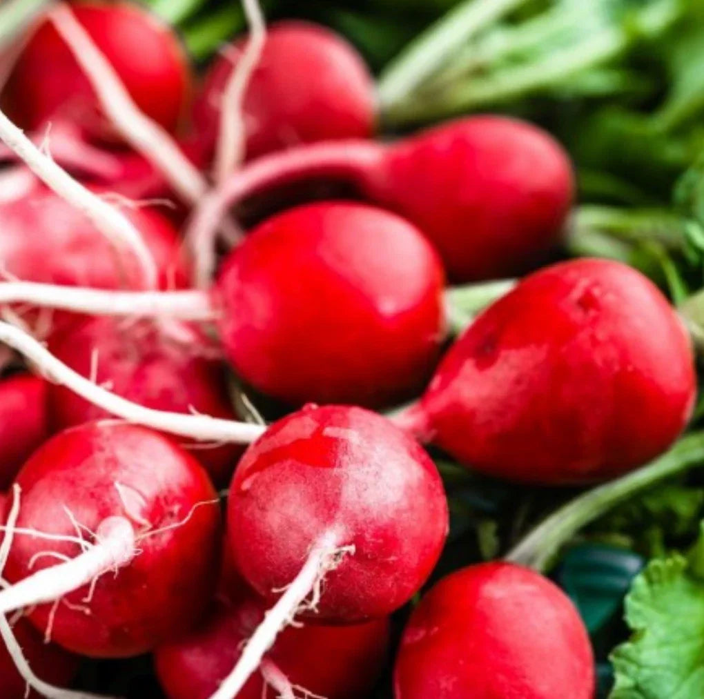 Cherry Belle Radish Seeds - Non-GMO, 1000 Seeds, Fast-Growing, Heirloom Raphanus sativus for Organic Gardening, Salad & Garnish