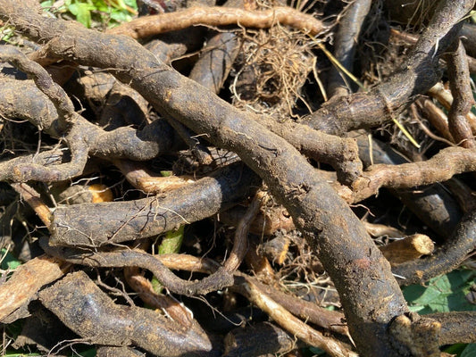 Organic Comfrey Root Cuttings 4” Pesticide-Free Symphytum officinale for Gardening, Healing, and Nutrient-Rich Soil
