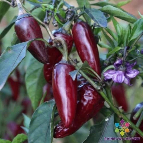 Purple Jalapeno Hot Pepper Seeds - Pack of 25+ Capsicum annuum for Garden, Container Planting, Spicy Culinary Use