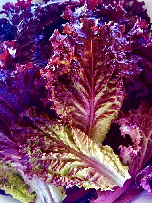 Lolla Rossa Lettuce Seeds – Organic Non-GMO, 200 Pack, Red Leaf Lettuce, Lactuca sativa for Vegetable Garden & Container Planting