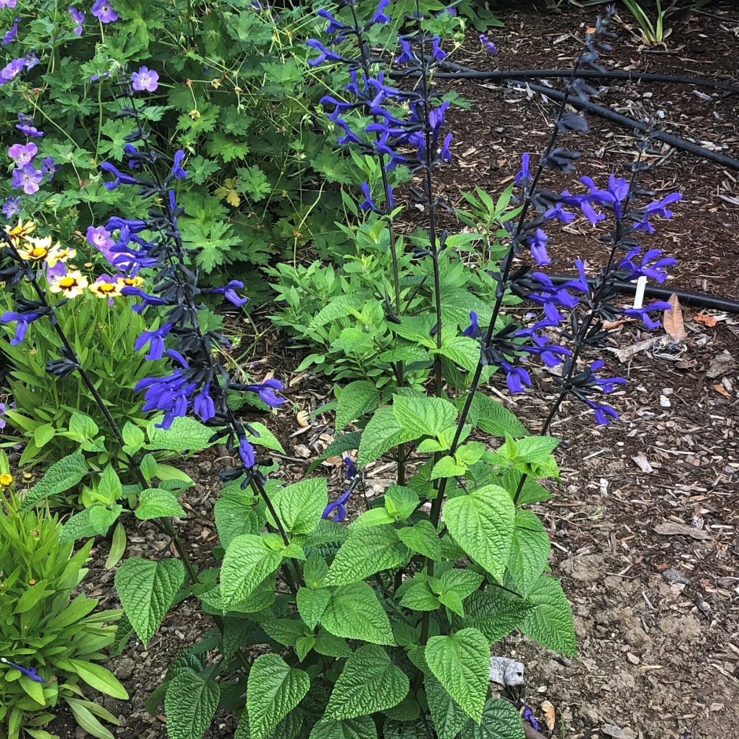 Salvia ‘Black and Blue’ Live Starter Plant – Tender Perennial with Bold Blue Flowers, Salvia guaranitica, Hummingbird & Pollinator Magnet