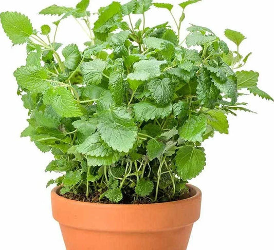 Lemon Balm Seeds - 200+ Heirloom Melissa Officinalis Herb for Culinary, Tea & Natural Remedies, Indoor & Outdoor Gardening