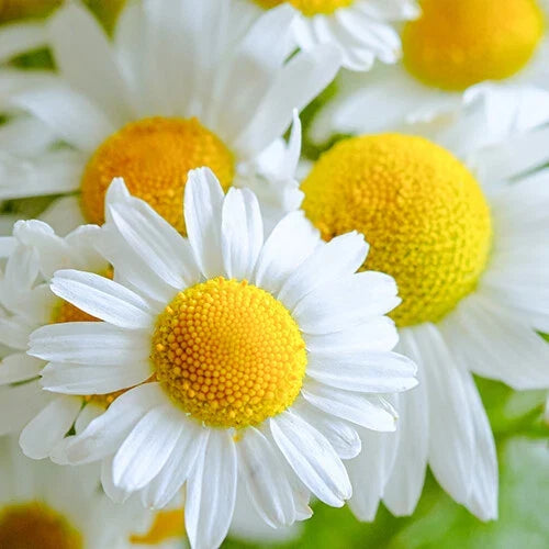 German Chamomile Seeds - 2,500 Heirloom Non-GMO Seeds for Herbal Garden, Matricaria chamomilla, Full Sun, Well-Draining Soil