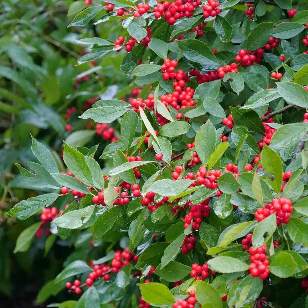 Winterberry Seeds 250mg Open Pollinated Ilex verticillata for Landscaping and Wildlife Gardens