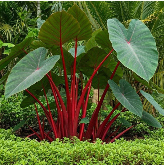 Hawaiian Punch Elephant Ear Plant - Small Rooted Starter - Colocasia esculenta - Tropical Foliage for Garden or Indoor