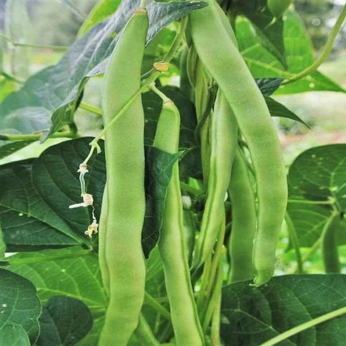 Lu Qing Romano Bean Seeds - Non-GMO Pole Stringless Green Phaseolus vulgaris for 2025 Garden Planting