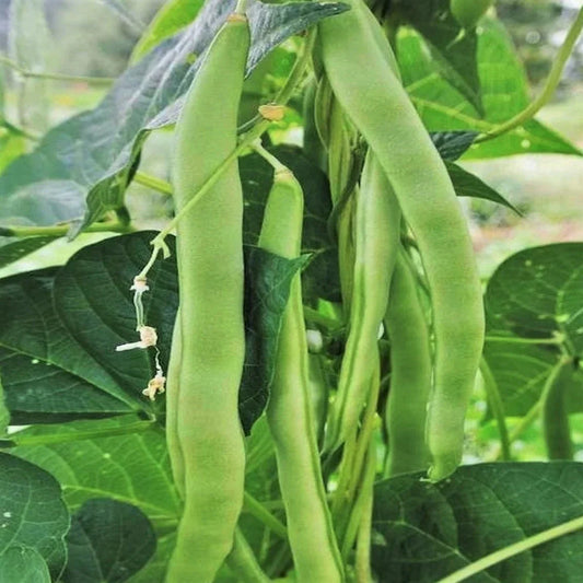 Lu Qing Romano Bean Seeds - Non-GMO Pole Stringless Green Phaseolus vulgaris for 2025 Garden Planting