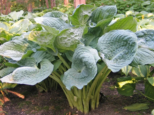 Hosta Plant 5.25" Pot Deep Waters Blue Perennial Shade Garden Foliage