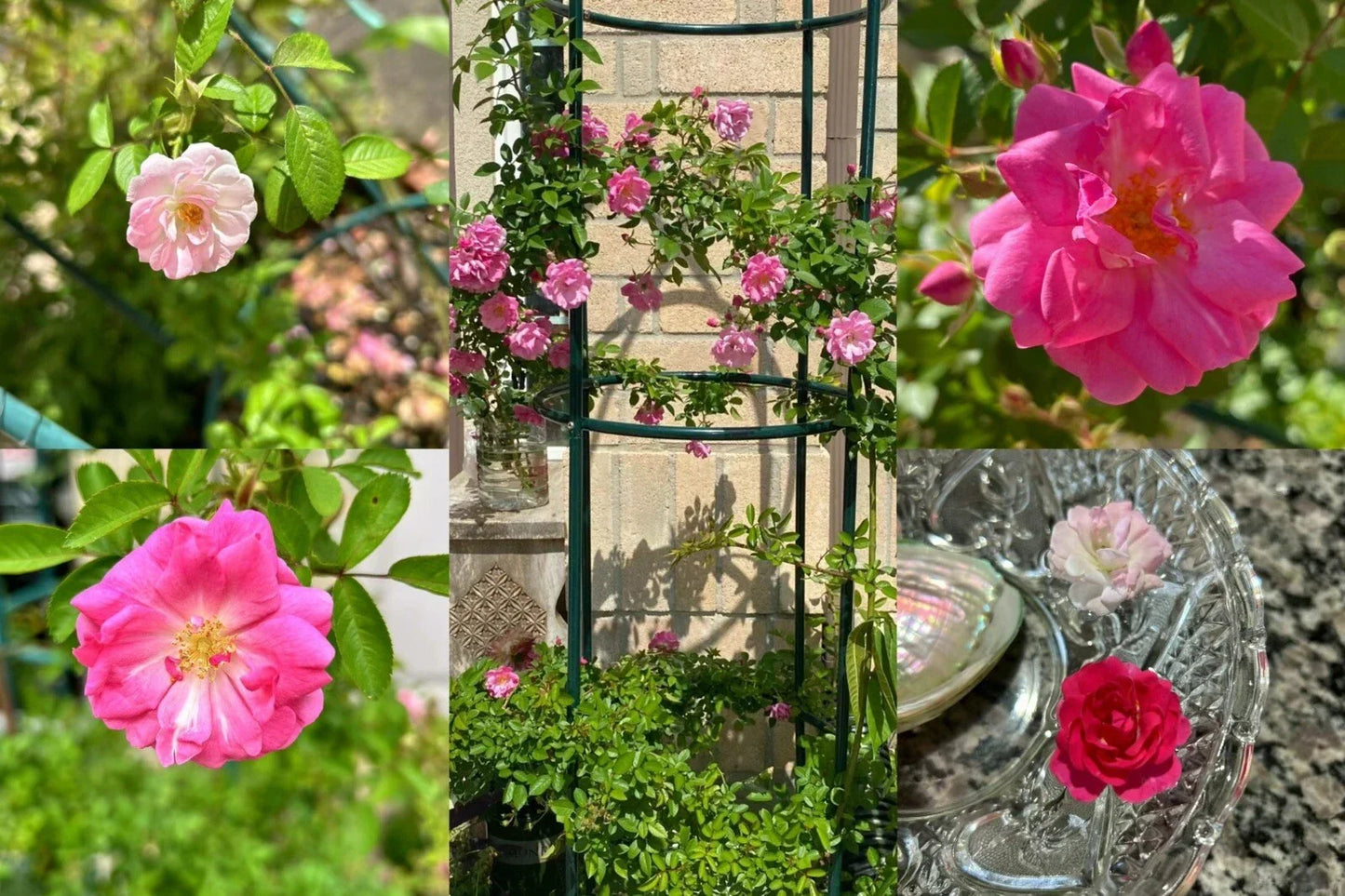Peggy Martin Thornless Rose Cuttings – 10 Healthy Stem Cuttings – Rosa 'Peggy Martin' – Garden and Landscape Plants