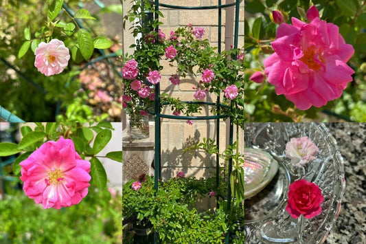 Peggy Martin Thornless Rose Cuttings – 10 Healthy Stem Cuttings – Rosa 'Peggy Martin' – Garden and Landscape Plants