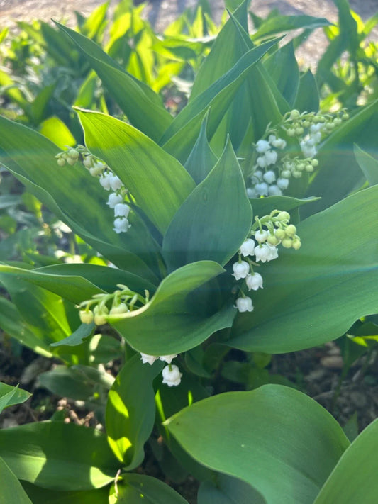 Lilly of the Valley Bare Root Perennial Flowering Plant - Convallaria majalis - 10 Pack Garden Plants