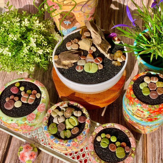 Lithops Succulent Bare Root 10 Pills - Rare Living Stones Indoor Plant, Low Maintenance, Unique Succulent Collection