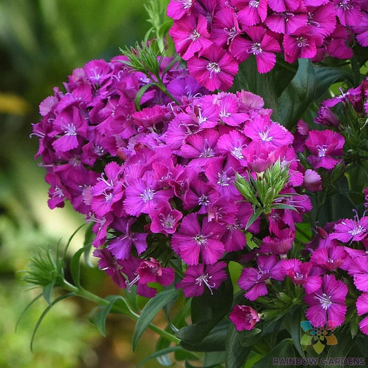 Joly Purple Carnation Seeds - 200+ Dianthus caryophyllus Garden Flower Seeds for Borders, Containers, Pollinator Attracting, Non-GMO