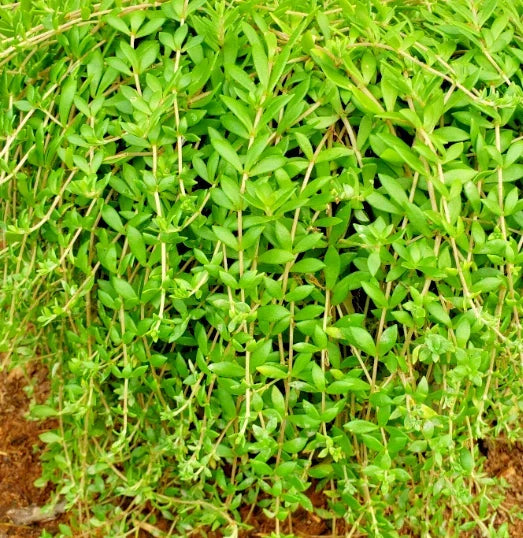 50 Live Sedum Sarmentosum Cuttings – Fast Growing Creeping Perennial Ground Cover Plants for Gardens