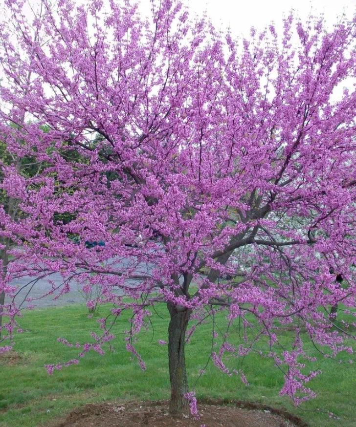 Eastern Redbud Tree Bare Root 6-12 Inches Cercis Canadensis Pink Flowers Deciduous Landscaping Plant