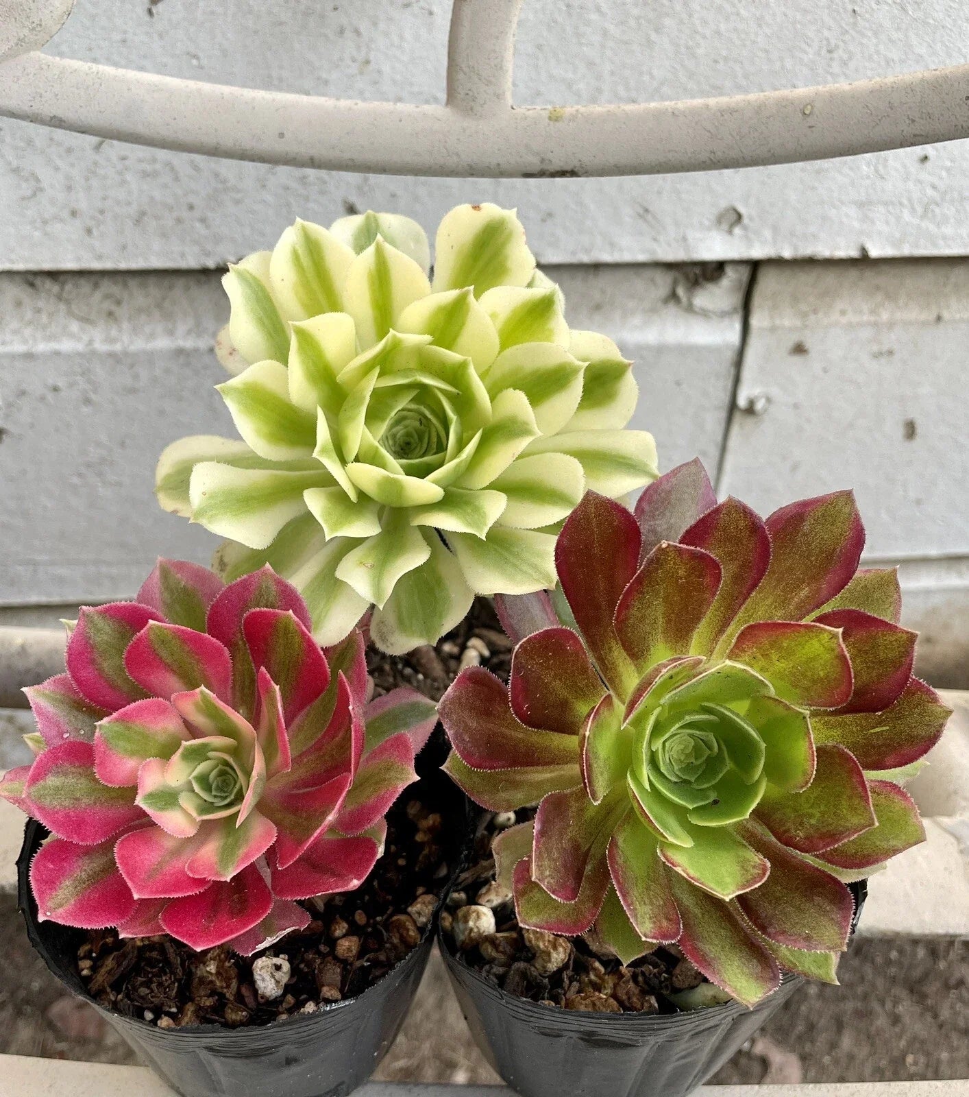 Succulents Live Plants - Aeonium Cutting Combo - Varied Colors - Indoor Gardening - Easy Care Succulents - Aeonium arboreum
