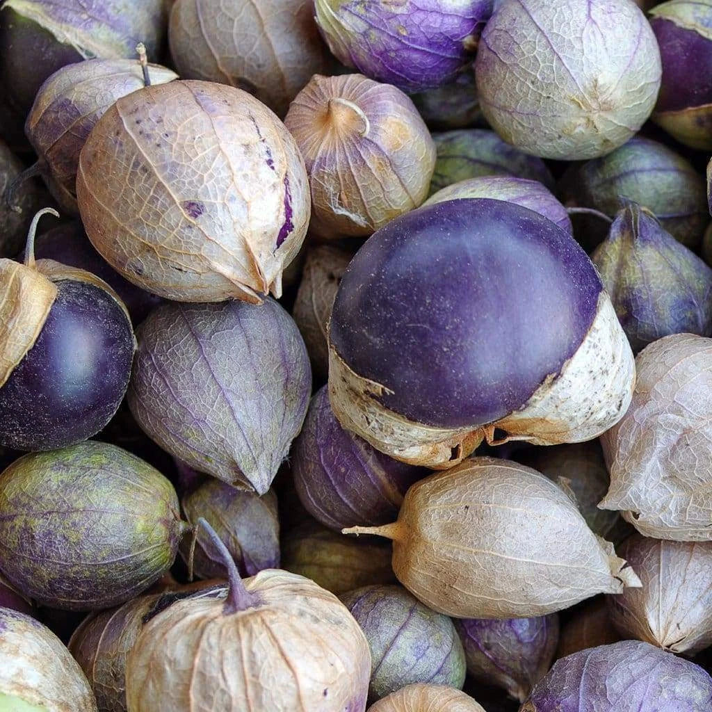 Purple Tomatillo Seeds - 50 Non-GMO Heirloom Vegetable for Salsa - Physalis philadelphica, USA Grown