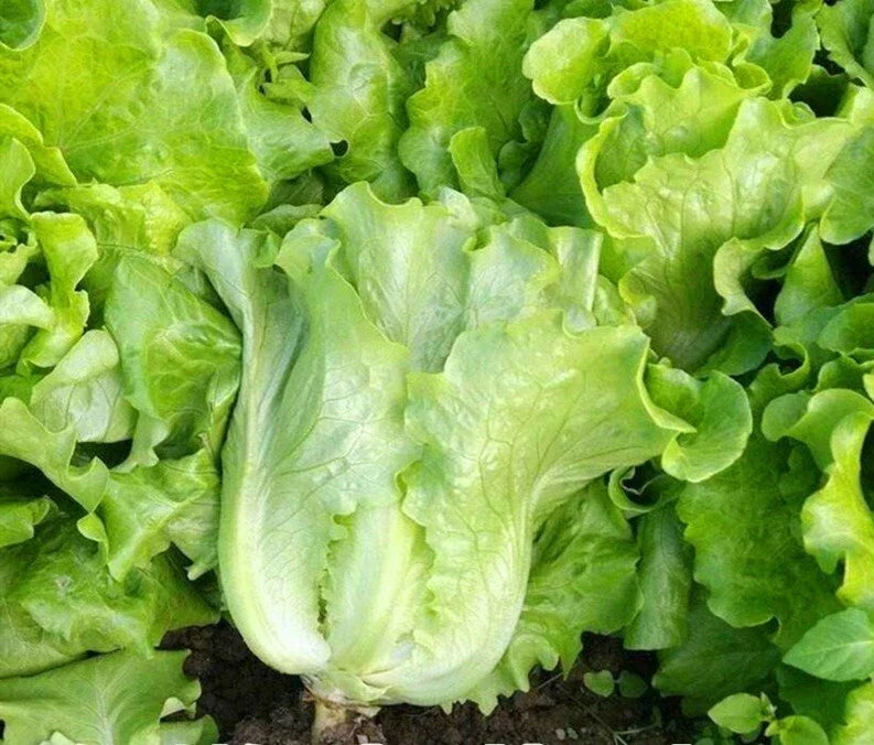 Romaine Lettuce Seeds 1000+ Count Non-GMO All Season Lactuca sativa for Indoor & Outdoor Gardening