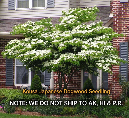 Kousa Dogwood Live Plant - Quart Pot, Hardy Flowering Tree, Cornus kousa, Ornamental Garden Tree